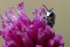 Hylaeus punctulatissimus